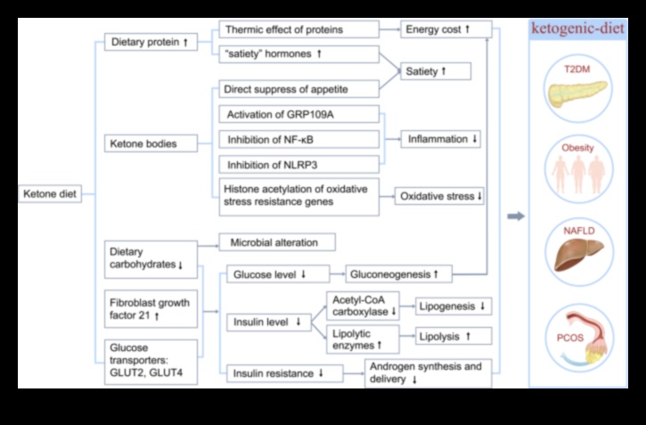 Genetiğin keto diyet yanıtları üzerindeki etkisi
